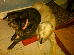 Tegan & Casey share a bed for a break