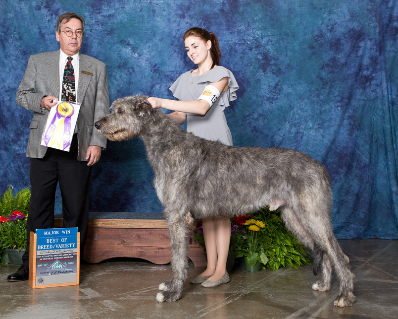 Duke - Best of Breed-Mid-Alantic Hound Speciality-2012. This was a three point Major.